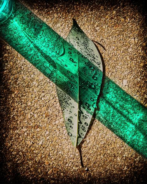 Photograph Joe Felzman Leaf on One Eyeland